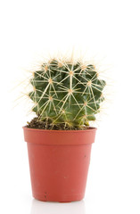 Prickley cactus