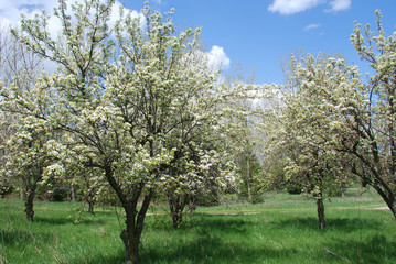 Blooming orchard