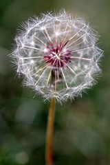 Fototapeta premium Dandelion Seed Head