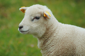 Fototapeta premium lamb