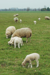 Fototapeta premium lambs