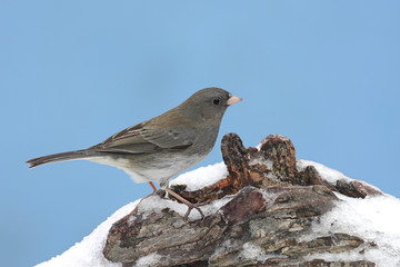 Dark-eyed Junco