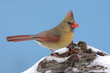 Female Northern Cardinal