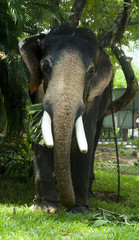 Fototapeta premium Elephant eating