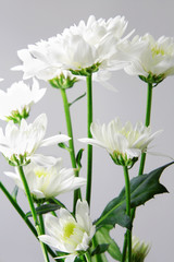 Chrysanthemum