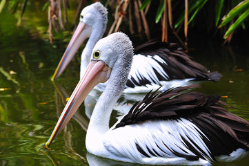 Pelican