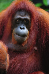 Orangutan
