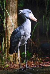 shoebill