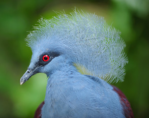 victoria crowned pigeon