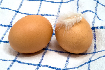 Frische Hühnereier