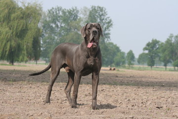 le grand dogue allemand dans un champ de terre