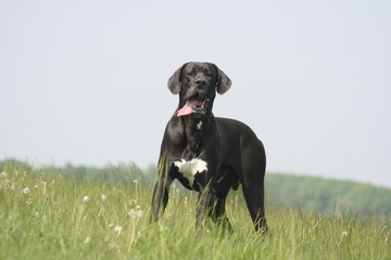 le dogue allemand à la campagne