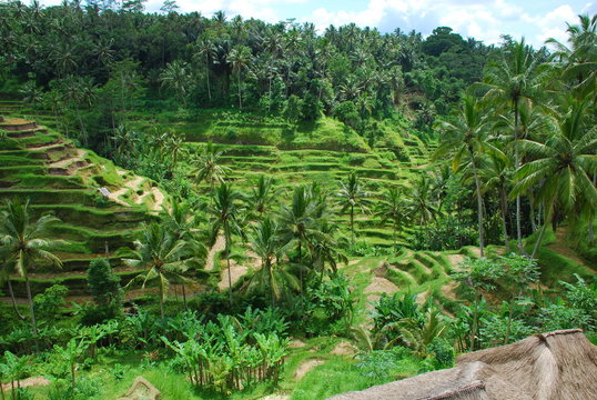 rizières en terrasse