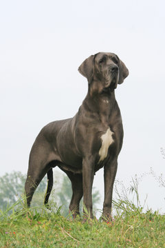 la pose du dogue allemand fier et tr&egrave;s &eacute;l&eacute;gant