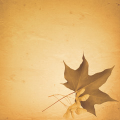 old paper background with maple leaf and seeds
