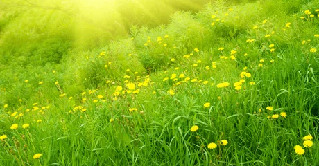 Foto op Canvas yellow dandelions and sunlight © Iakov Kalinin