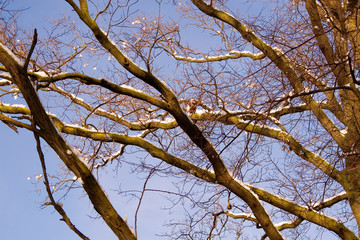 Winter's Plant
