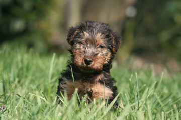 Portrait d'un petit Welsh terrier assis de face