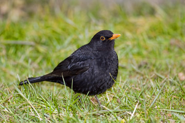 Common blackbird