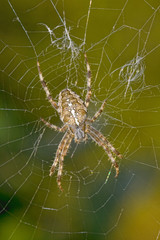 European garden spider