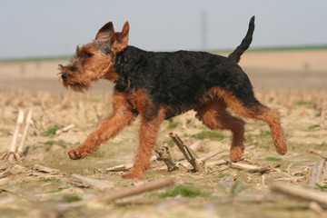 Petite course du Welsh terrier