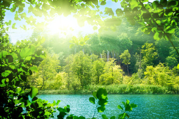 lake in deep forest