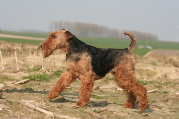 Petit soldat Welsh en marche