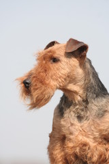 Les belles moustaches de Welsh terrier