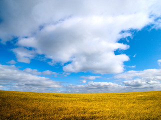 Obraz premium perfect field and blue sky