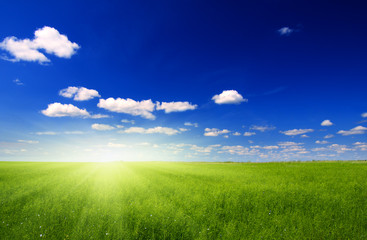 Fototapeta na wymiar field of green flax and sun