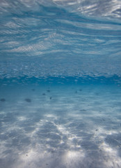 Fish in the shallows