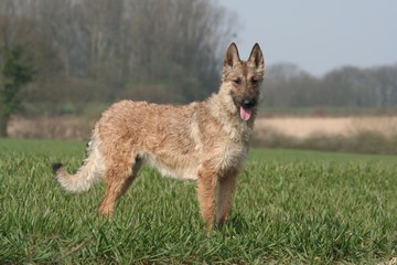 le berger belge laekenois dans un champ