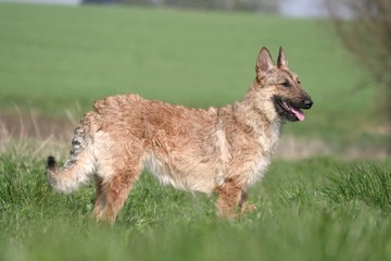 le berger belge laekenois dans un champ