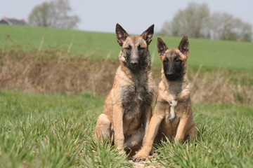 duo de berger belge laekenois