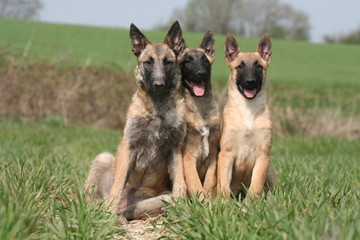 moment de repos pour trois bergers belge laekenois