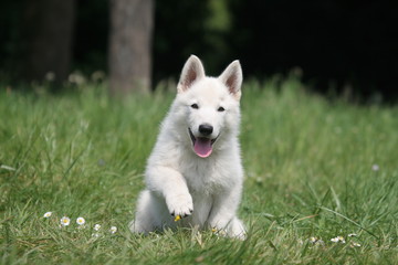 Chiot Berger blanc suisse à la campagne