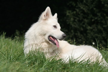 Berger blanc suisse à la campagne