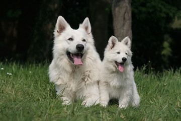 Jolis chiens de berger tout blanc
