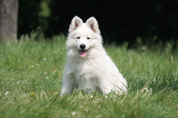 Jeune Berger Blanc Suisse sagement assis © Dogs