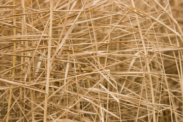 Dry grass