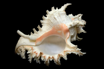 An isolated conch seashell over black.