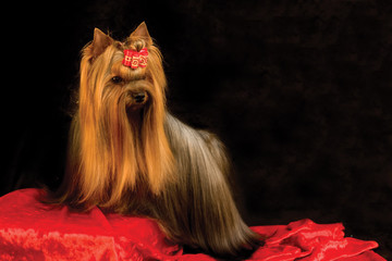yorkshire terrier on red and black background