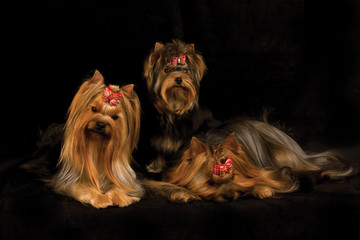 Naklejka premium three yorkshire terriers on black background