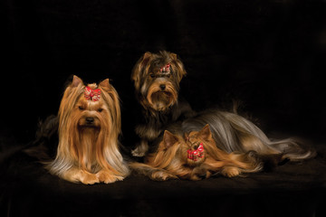 three yorkshire terriers on black background
