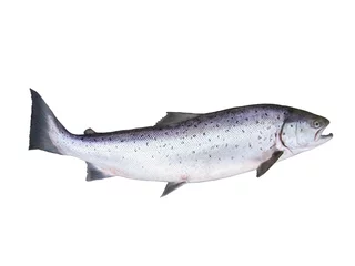 Fotobehang photo of salmon on white background © Witold Krasowski