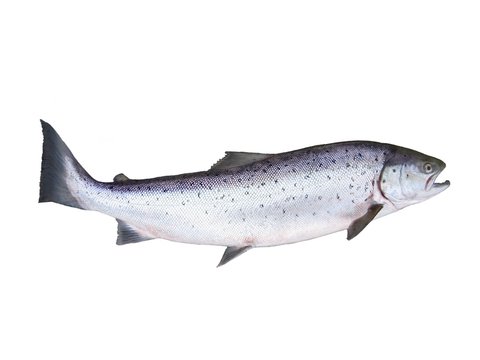 photo of salmon on white background