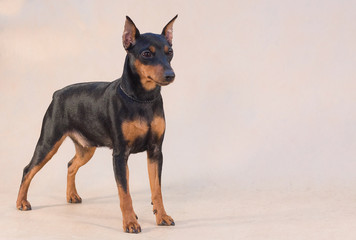 miniature Pinscher on pale background