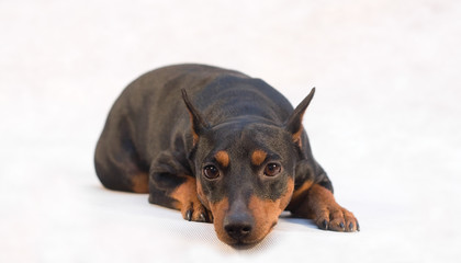 miniature Pinscher on white background