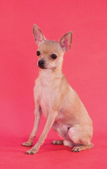 russian toy terrier dog on red background