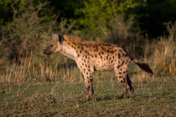 Hyenas
